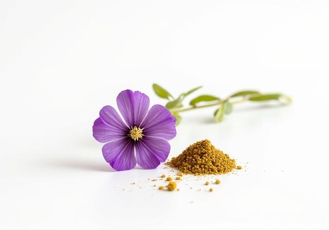 Fleur et extrait de Psoralea Corylifolia (source de Bakuchiol) sur fond blanc